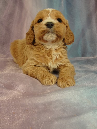 Female Cockapoo puppy for sale #9 Born December 27, 2011